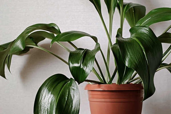 aspidistra